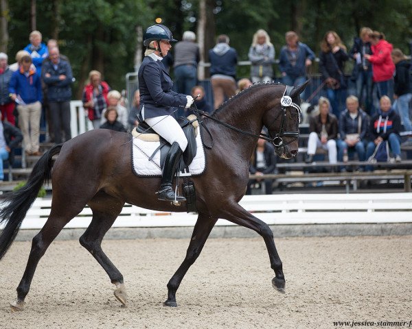 dressage horse Special Selection (Trakehner, 2013, from Imhotep)