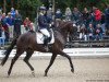 dressage horse Special Selection (Trakehner, 2013, from Imhotep)