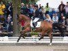 dressage horse Ben Vito (Hanoverian, 2013, from Callaho's Benicio)