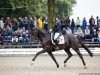 stallion Santo Domingo II (German Sport Horse, 2013, from San Amour I)