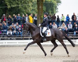 Deckhengst Santo Domingo II (Deutsches Sportpferd, 2013, von San Amour I)