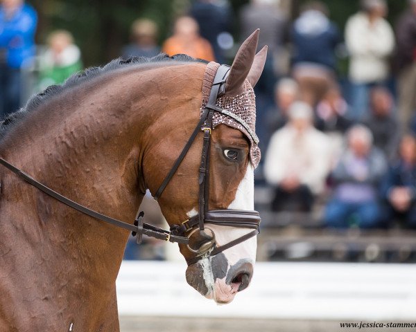 stallion San Cloud`s Lucky (Hanoverian, 2013, from San Amour I)