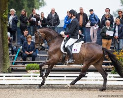 dressage horse Semias (Westphalian, 2013, from Sir Donnerhall I)