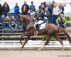 stallion Dominique Mj (Hanoverian, 2013, from Damon Hill)