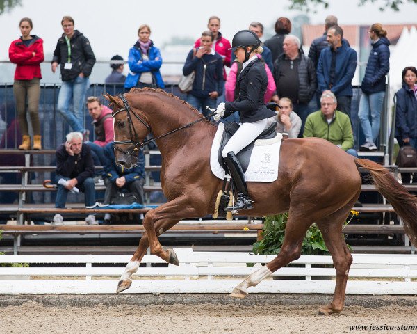 stallion Ballantines (Hanoverian, 2013, from Beltano)