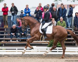 stallion Ballantines (Hanoverian, 2013, from Beltano)