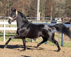 dressage horse Heroe (Trakehner, 2011, from Delikat)