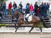 dressage horse Snowman Fs (Westphalian, 2013, from San Amour I)