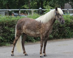 broodmare Heidesonne von Clus (German Classic Pony, 2015, from Janko Boy vom Schedetal)