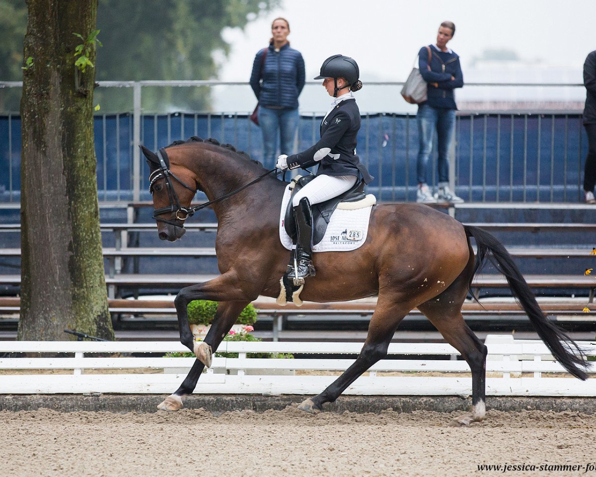 dressage horse Davey Cm OLD (Oldenburg, 2013, from Dimaggio)