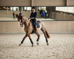 dressage horse Renoir 144 (Oldenburg, 2001, from Rosier)