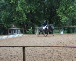 dressage horse Milkyway 9 (Pony without race description, 2013, from Mr.bubble)