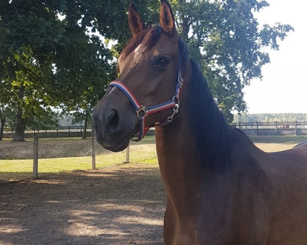 horse Ruka (German Sport Horse, 2005, from Rodney's Boy)