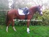 dressage horse Peggy Sue (German Riding Pony, 2010, from Heidbergs Nancho Nova)