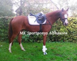 dressage horse Peggy Sue (German Riding Pony, 2010, from Heidbergs Nancho Nova)