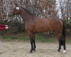 broodmare Zahara (Holsteiner, 2007, from Cassini I)