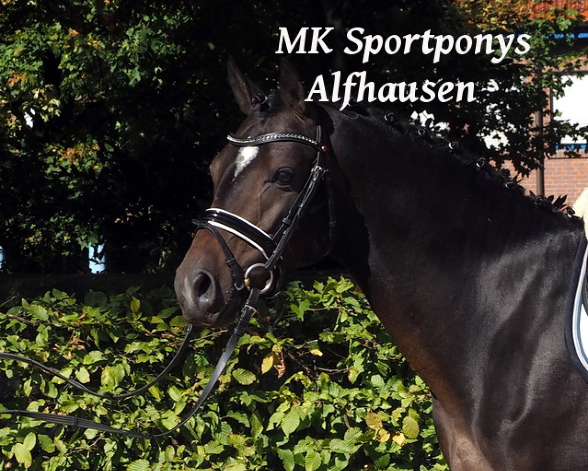Springpferd Next Level 2 (Deutsches Reitpony, 2011, von Nemax)