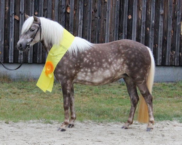 broodmare Ashley von Clus (German Classic Pony, 2016, from Grande)