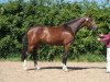 broodmare Wanda VI (Holsteiner, 2006, from Acodetto I)