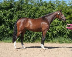 broodmare Wanda VI (Holsteiner, 2006, from Acodetto I)