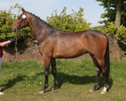 broodmare Bretagna (Holsteiner, 2009, from Quidam's Rubin)