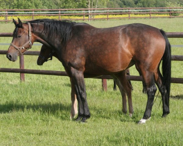 broodmare Upsala V (Holsteiner, 2004, from Ephebe For Ever)