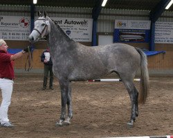 broodmare Baltica (Holsteiner, 2009, from Hermes d'Authieux AA)