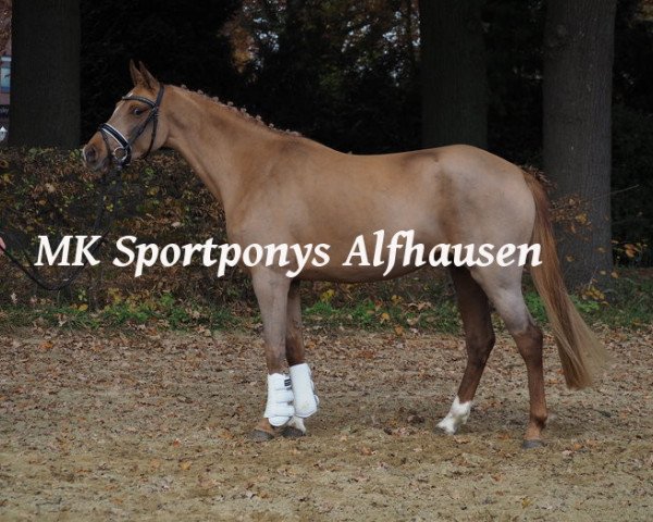 horse Klara (German Riding Pony, 2012, from Jonker's Socrates)