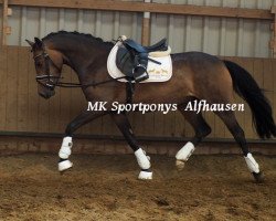 dressage horse Jucy (German Riding Pony, 2013, from Nuts)