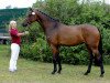 broodmare Avanti (Holsteiner, 2008, from Clearway)