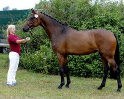 broodmare Avanti (Holsteiner, 2008, from Clearway)