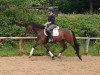 dressage horse Keyron (Trakehner, 2015, from Rheinklang)