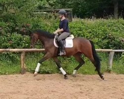 dressage horse Keyron (Trakehner, 2015, from Rheinklang)