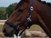 jumper Freddy (Irish Sport Horse, 2013, from Arkan)