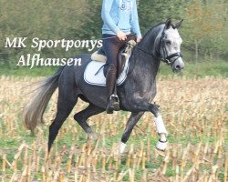 Pferd Vanishing Star W (Deutsches Reitpony, 2013, von Van Veen)