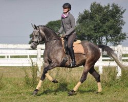 dressage horse Camar Escobar (Trakehner, 2009, from Hibiskus)