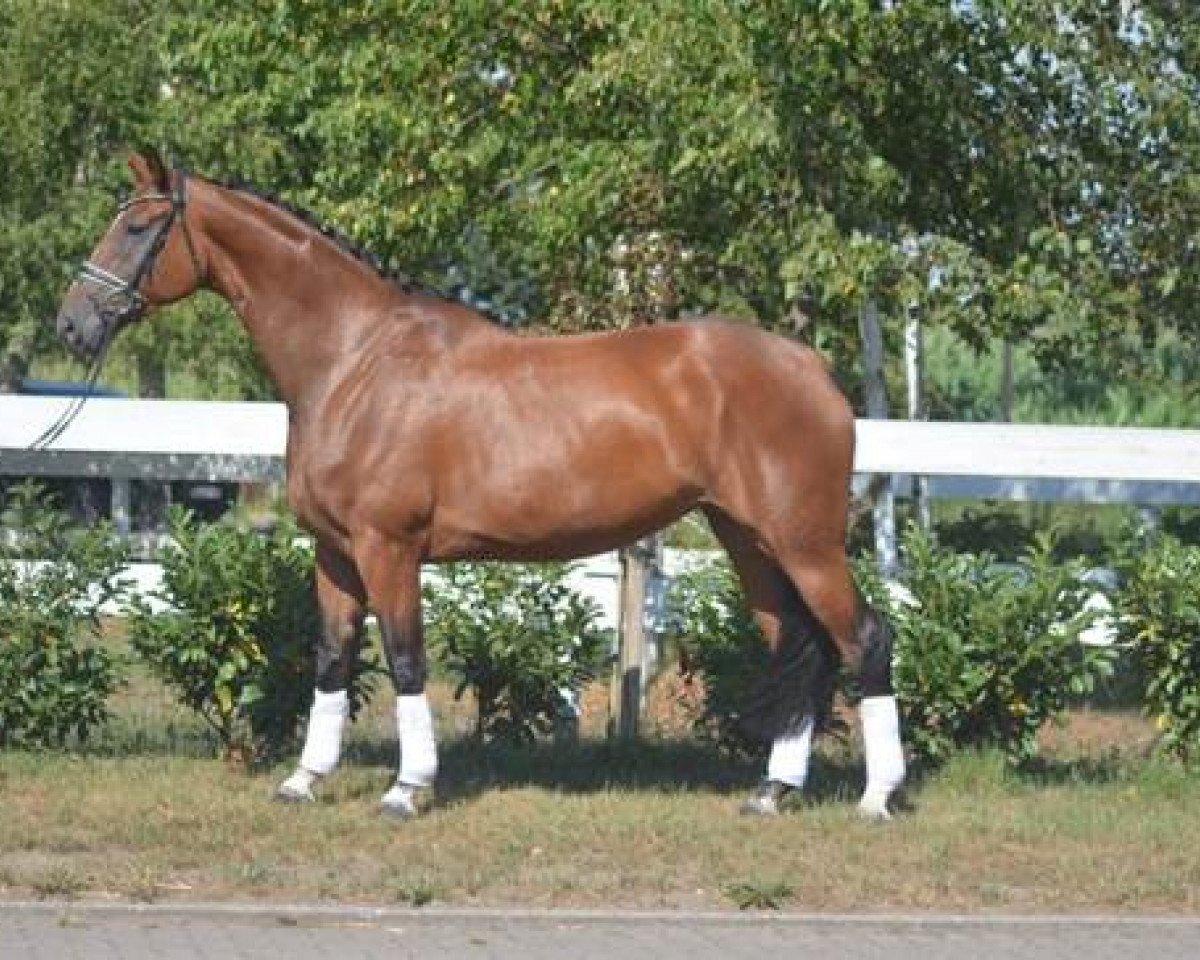 horse Delphina (Hanoverian, 2013, from Don Index)