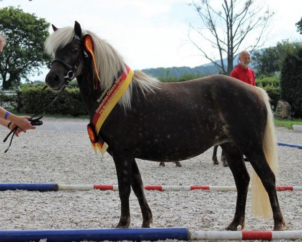 Zuchtstute Britania von Clus (Deutsches Classic Pony, 2017, von Grande)