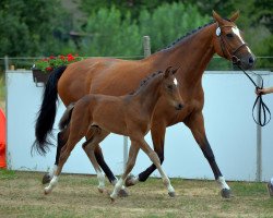 dressage horse HF von Tolegro (German Sport Horse, 2015, from Tolegro)