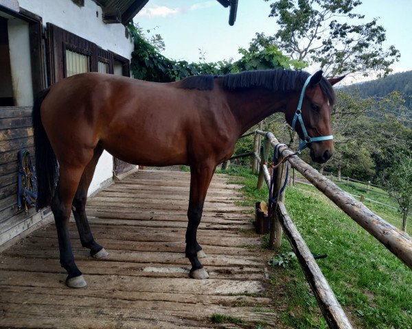 horse Hannelore (German Sport Horse, 2016, from AL Cantaro E)