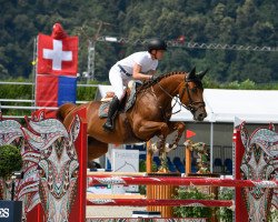 jumper Ariel IV (Swiss Warmblood, 2009, from Arioso du Theillet)