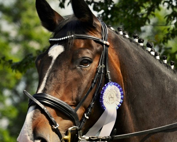 dressage horse Calle Koschmidder (Westphalian, 2008, from Cirhus)