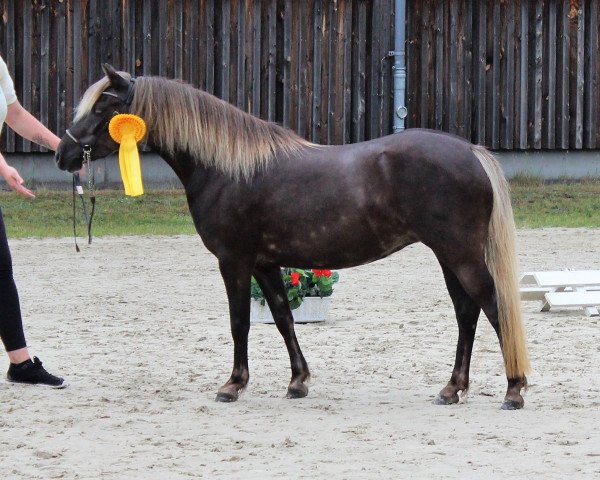 broodmare Honeystar von Clus (German Classic Pony, 2016, from Grande)