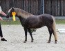 Zuchtstute Honeystar von Clus (Deutsches Classic Pony, 2016, von Grande)