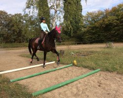 dressage horse Mozart (Little German Riding Horse, 1998, from Mandingo)