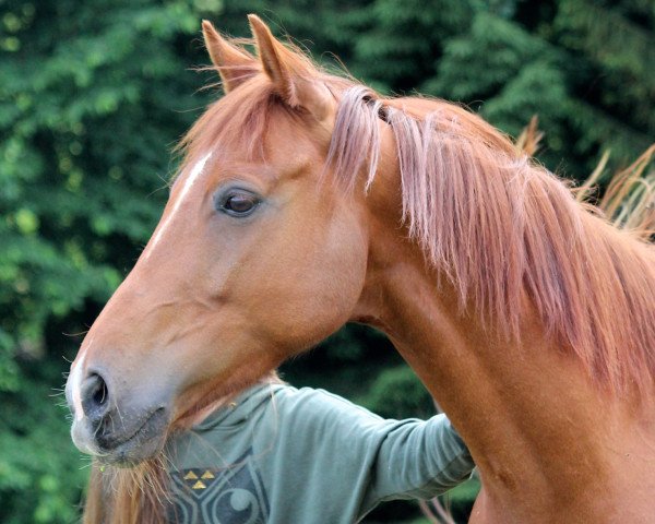 horse Quasi Perfekt (Austrian Warmblood, 2008)