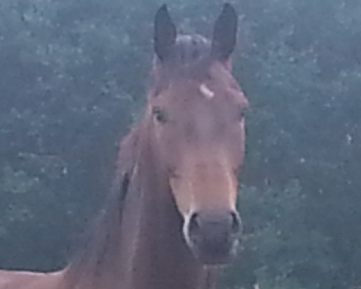 jumper Calippo (Hanoverian, 2011, from Conteur)