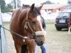 jumper Pericolo 3 (Hungarian Warmblood, 2006, from Koppány)