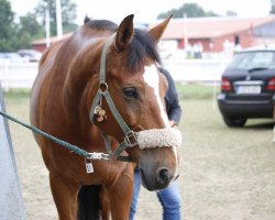 Springpferd Pericolo 3 (Ungarisches Warmblut, 2006, von Koppány)