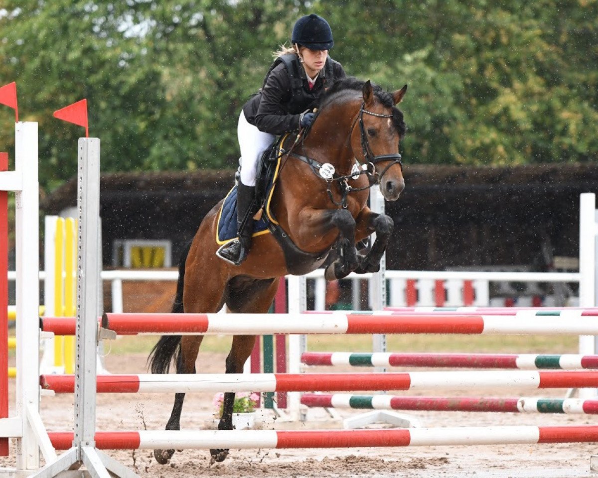 Deckhengst My Lord HW (Deutsches Reitpony, 2013, von The Braes My Mobility)